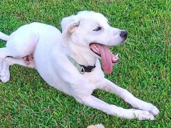 Adotta il cane Yoshi a Crotone