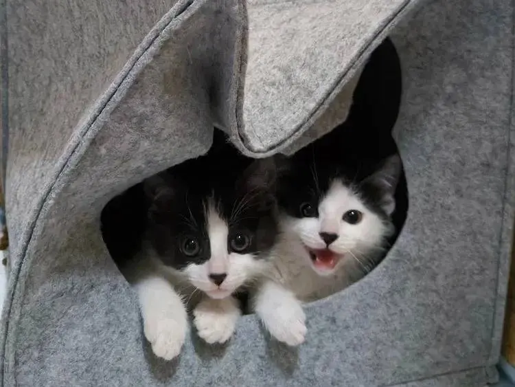 Adotta un gatto, taglia non valida, femmina, Bologna