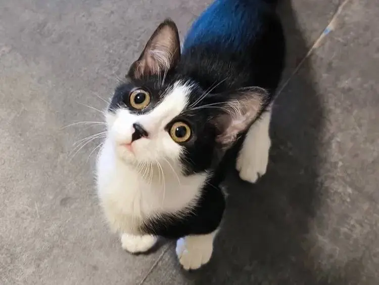 Adotta un gatto, femmina, 6 mesi, Bologna