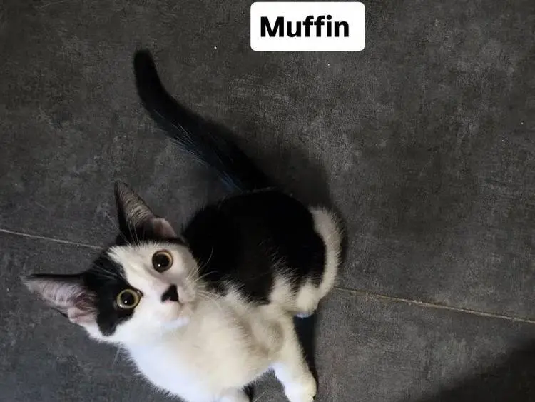 Adozione gatto, femmina, Razza sconosciuta Razza sconosciuta, 6 mesi, taglia non valida, Bologna