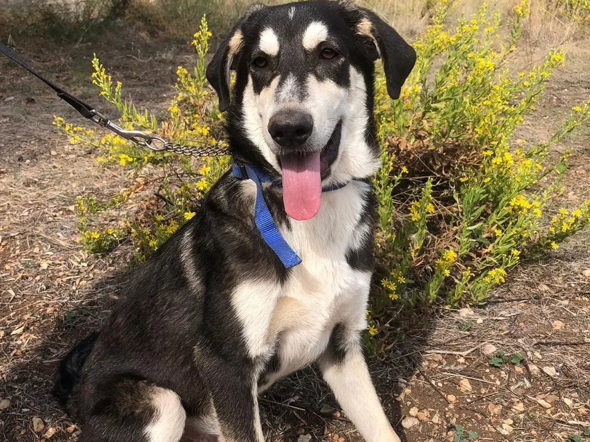 Adozione cane, maschio, Border Collie Pastore tedesco, 1 anno e 4 mesi, taglia media, Siracusa