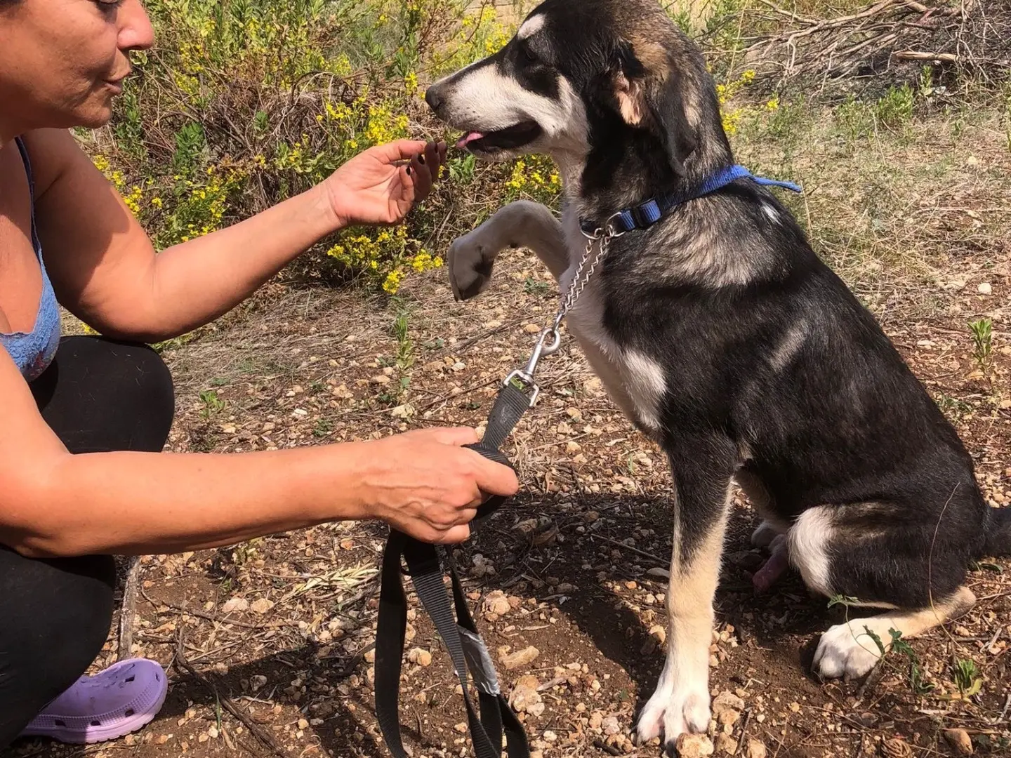 Adotta un cane, maschio, 1 anno e 4 mesi, Siracusa