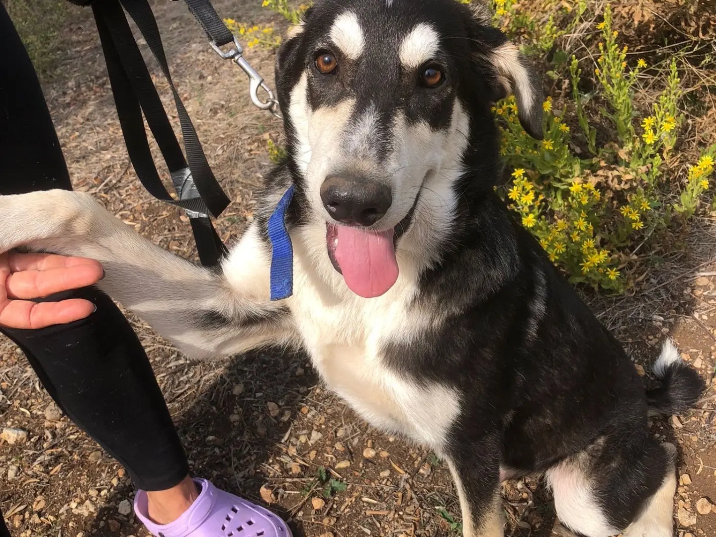 Adotta un cane, taglia media, maschio, Siracusa