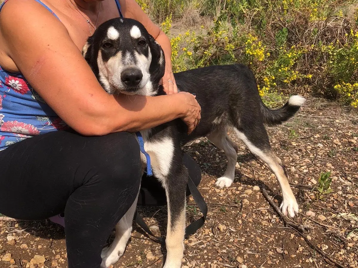 Vuoi adottare un cane a Siracusa?