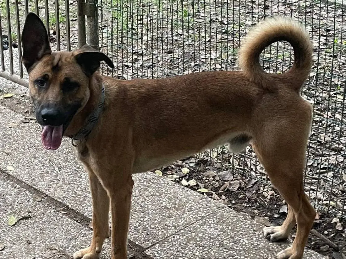 Adotta il cane ARES a Ferrara