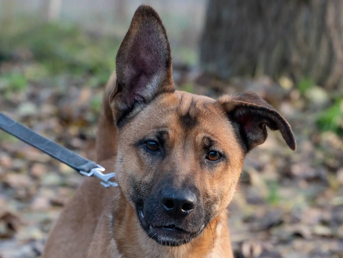 Adozione cane, maschio, Razza sconosciuta Razza sconosciuta, 3 anni e 1 mese, taglia media, Ferrara