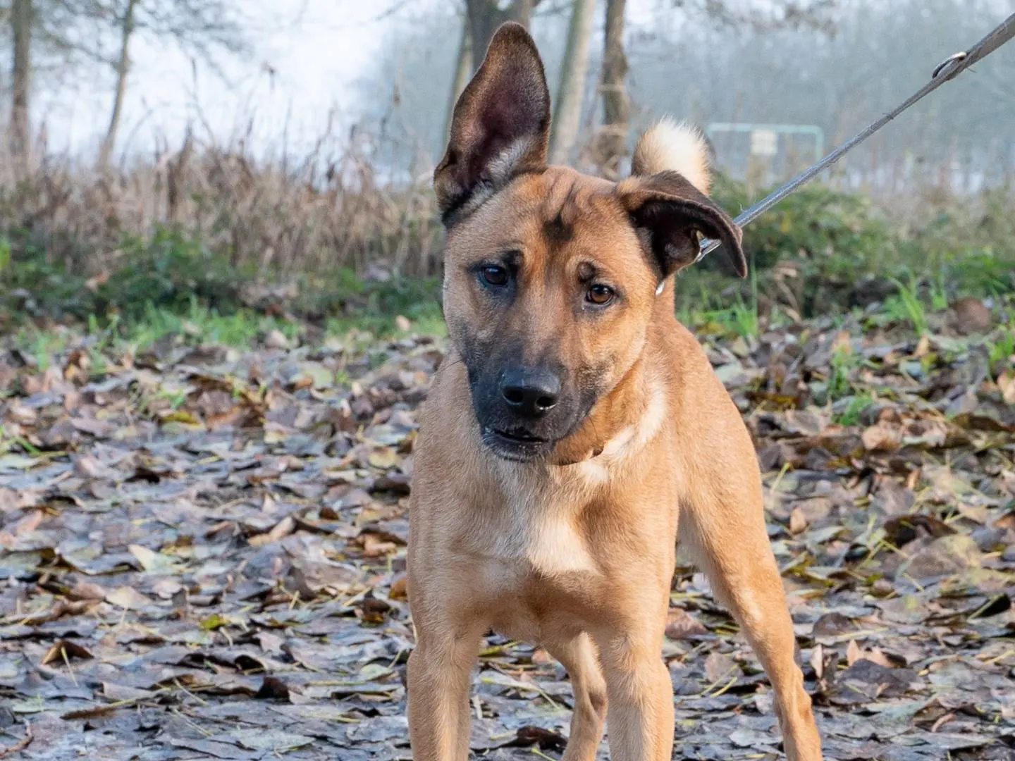Adotta un cane, maschio, 3 anni e 1 mese, Ferrara