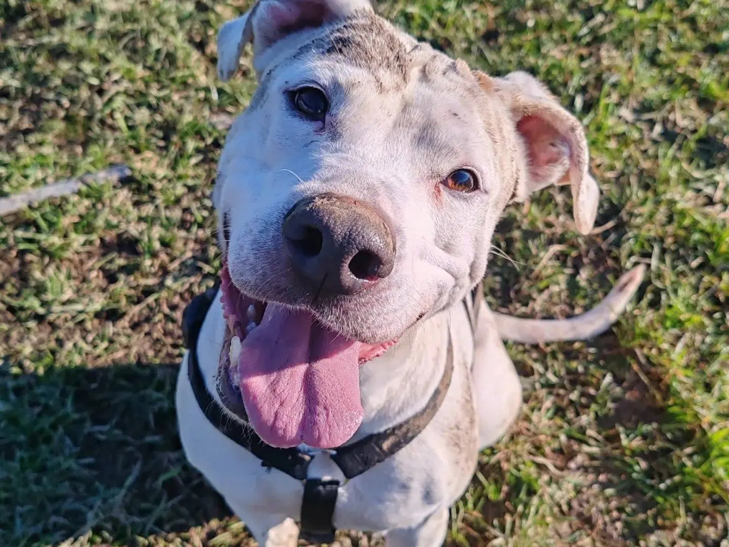Adozione cane, femmina, Dogo Argentino Razza sconosciuta, 7 anni e 9 mesi, taglia grande, Monza