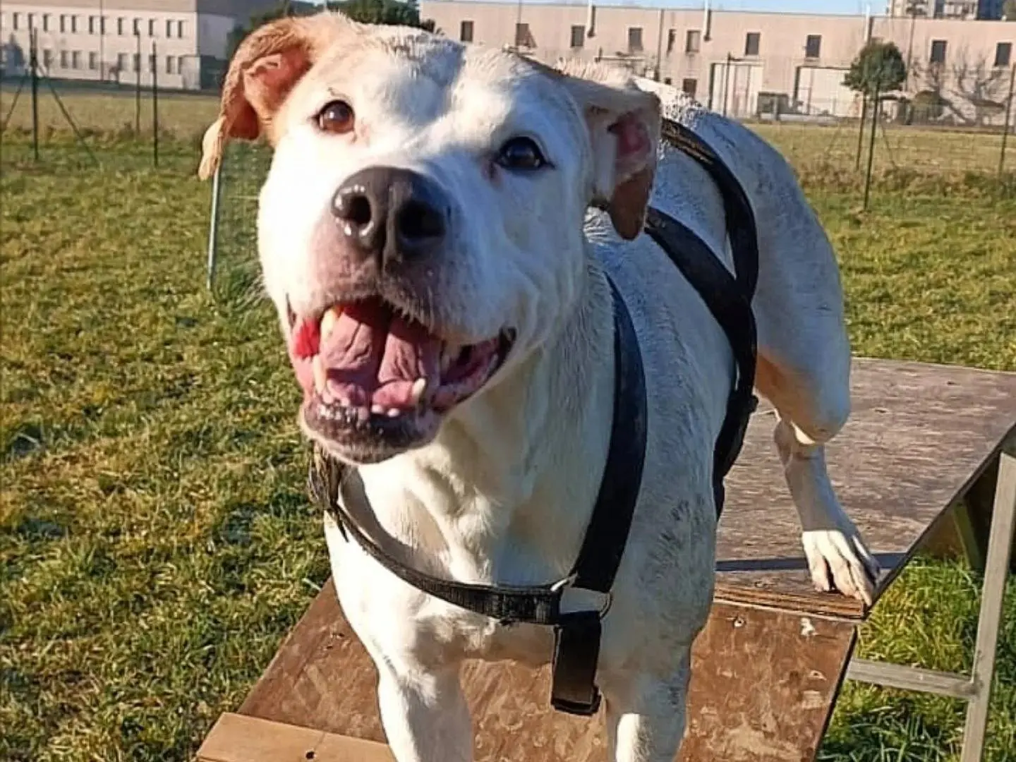 Adotta un cane, femmina, 7 anni e 9 mesi, Monza