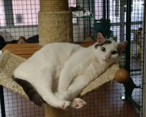 Adotta il gatto Alcide a Milano