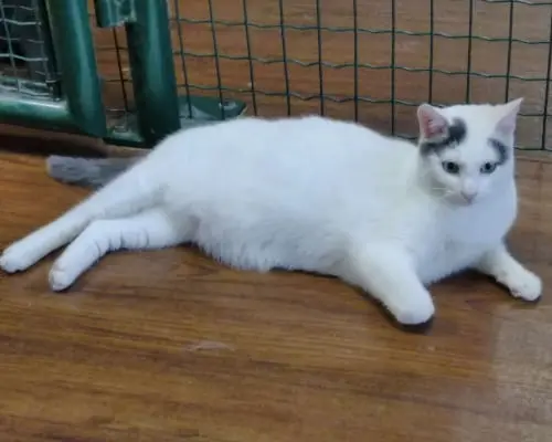 Adotta un gatto, taglia non valida, maschio, Milano
