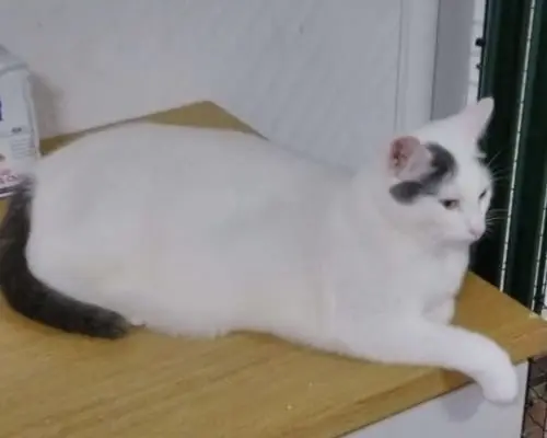 Vuoi adottare un gatto a Milano?