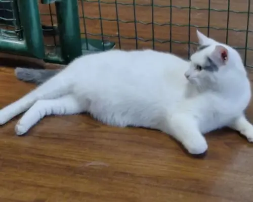 Adotta un gatto, maschio, 7 anni e 6 mesi, Milano