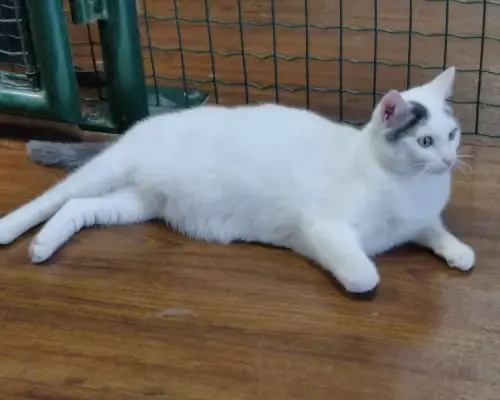 Adozione gatto, maschio, meticcio, 7 anni e 6 mesi, taglia non valida, Milano