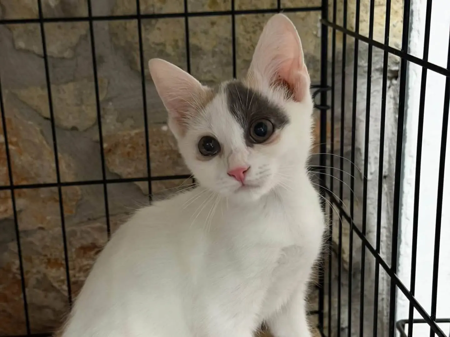 Adozione gatto, femmina, Razza sconosciuta Razza sconosciuta, 2 mesi, taglia non valida, Latina