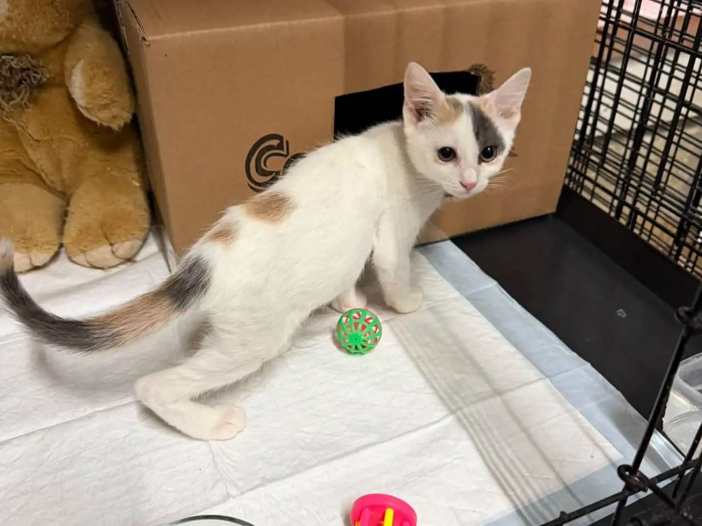 Vuoi adottare un gatto a Latina?