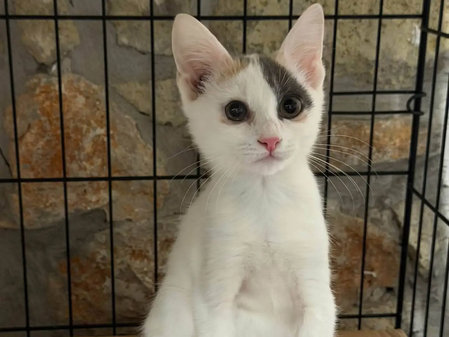 Adotta un gatto, femmina, 2 mesi, Latina