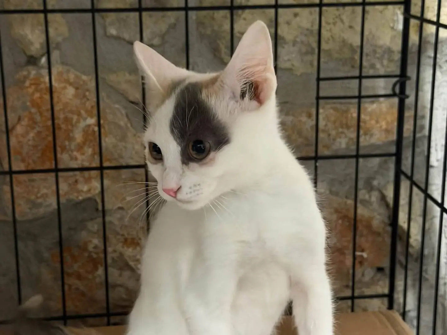 Adotta un gatto, taglia non valida, femmina, Latina