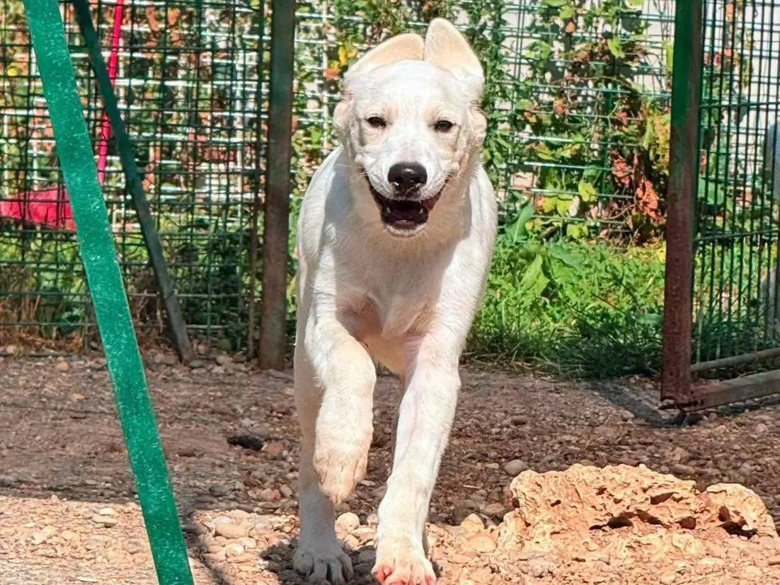 Adotta un cane, femmina, 7 mesi, Bergamo
