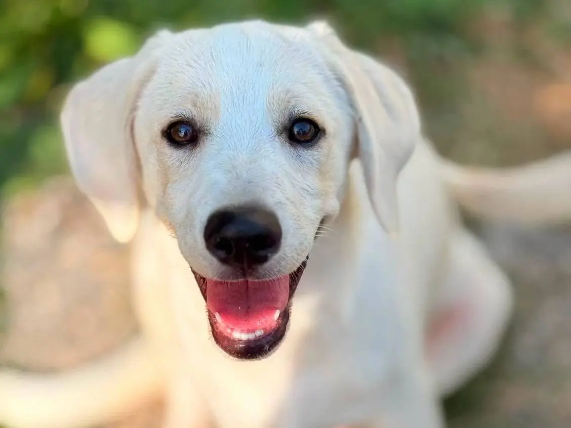Adozione cane, femmina, Razza sconosciuta Razza sconosciuta, 7 mesi, taglia media, Bergamo