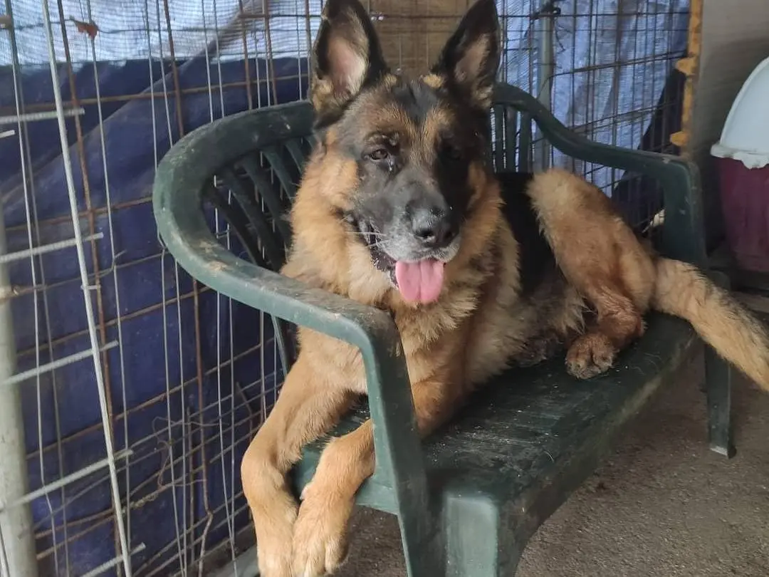 Adozione cane, maschio, Pastore tedesco, 9 anni e 3 mesi, taglia grande, Napoli