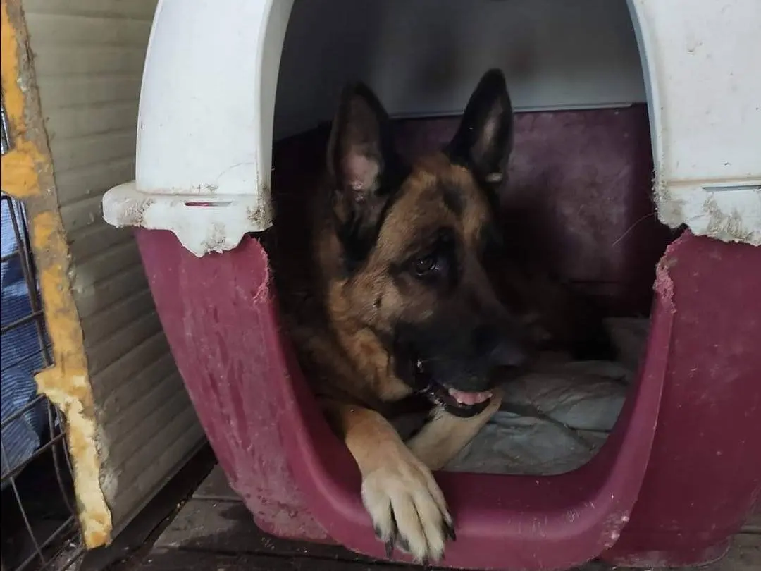 Adotta un cane, maschio, 9 anni e 3 mesi, Napoli