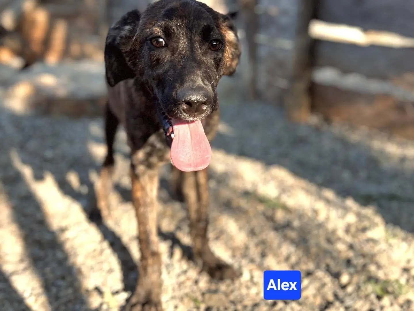 Adotta un cane, maschio, 1 anno e 8 mesi, Crotone
