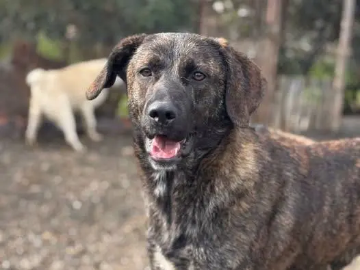 Adozione cane, maschio, Razza sconosciuta Razza sconosciuta, 1 anno e 8 mesi, taglia media, Crotone