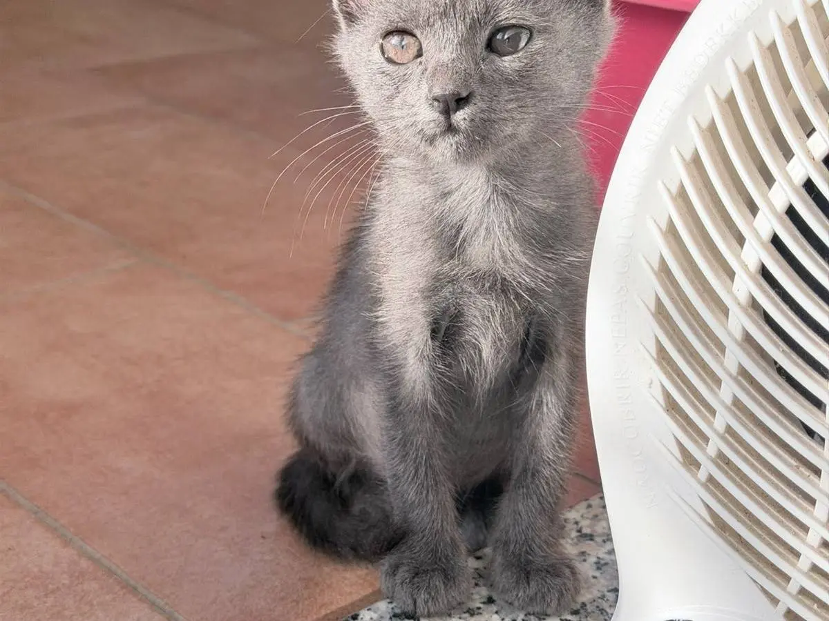 Adotta un gatto, femmina, 2 mesi, Reggio