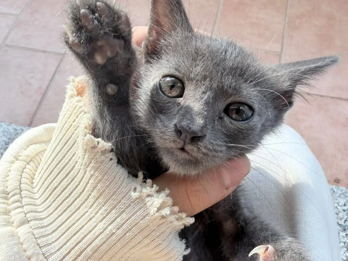 Adotta un gatto, taglia non valida, femmina, Reggio