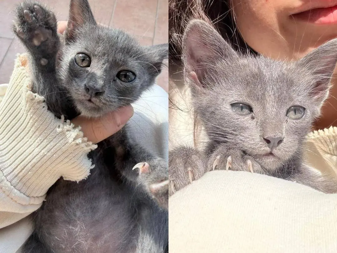 Vuoi adottare un gatto a Reggio?