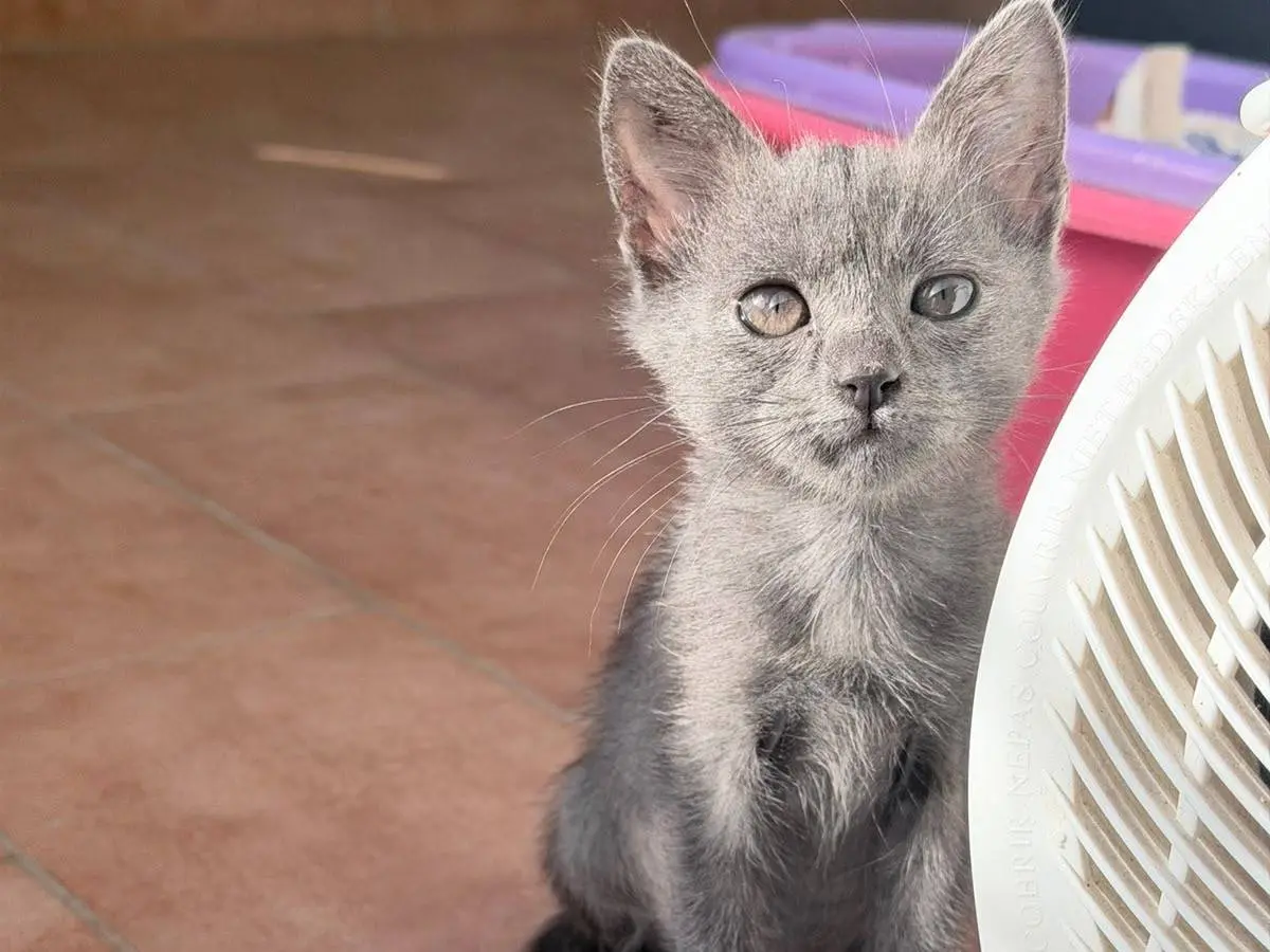 Adozione gatto, femmina, Certosino Blu di Russia, 2 mesi, taglia non valida, Reggio
