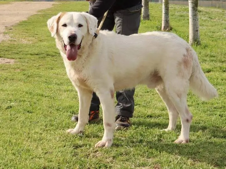 Adotta un cane, maschio, 7 anni e 10 mesi, Roma