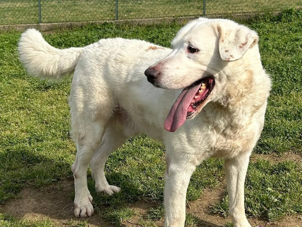 Adozione cane, maschio, Labrador Retriever Razza sconosciuta, 7 anni e 10 mesi, taglia grande, Roma
