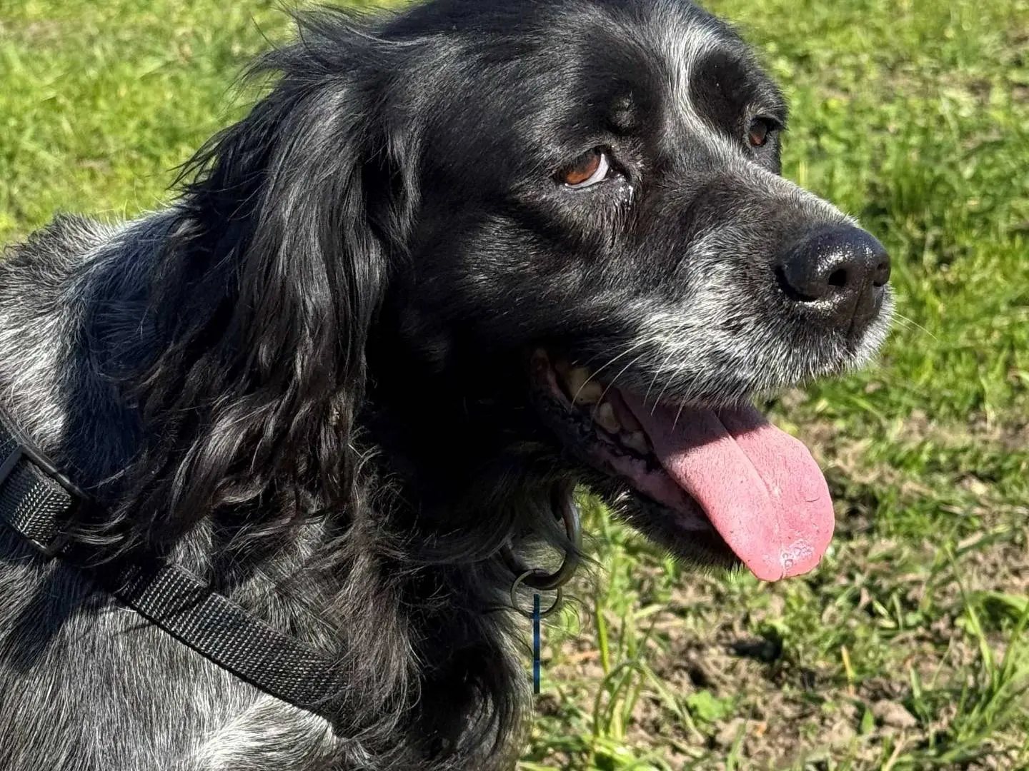 Adotta un cane, femmina, 10 anni e 5 mesi, Milano