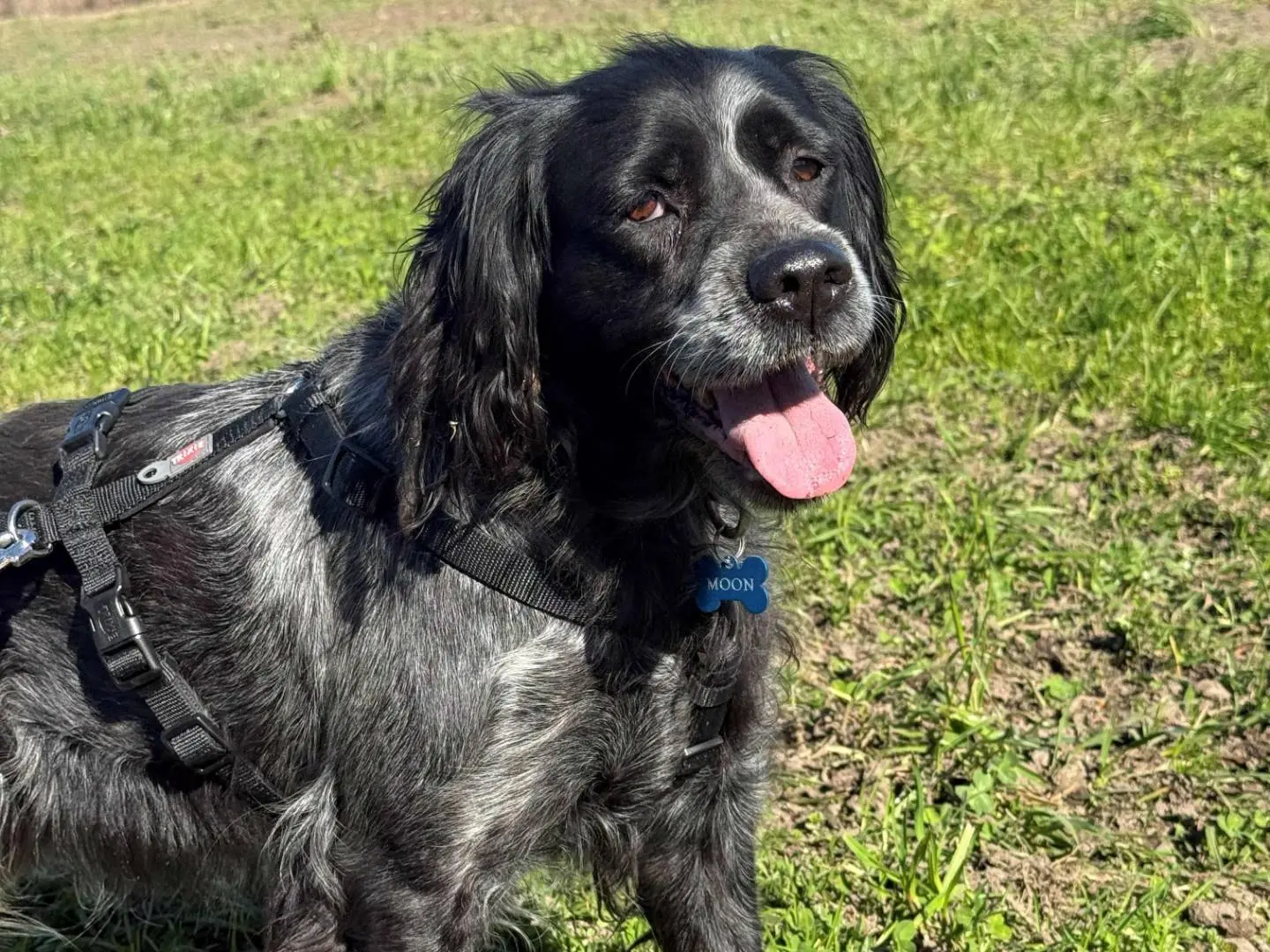 Adozione cane, femmina, Breton Razza sconosciuta, 10 anni e 5 mesi, taglia media, Milano