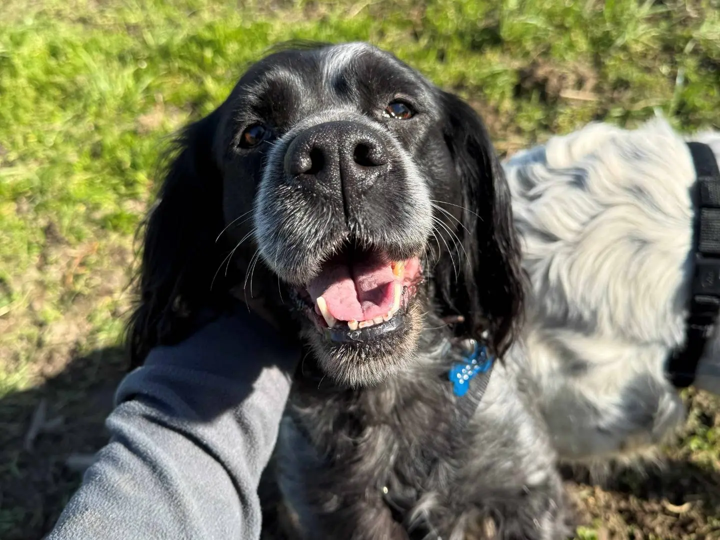 Adotta un cane, taglia media, femmina, Milano