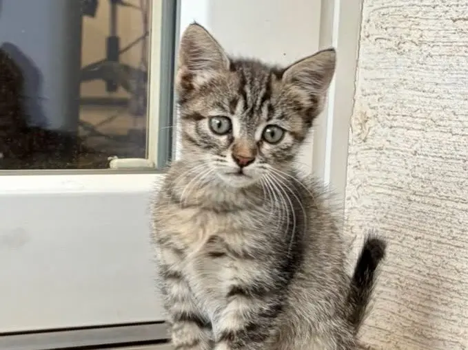 Adotta un gatto, femmina, 2 mesi, Viterbo