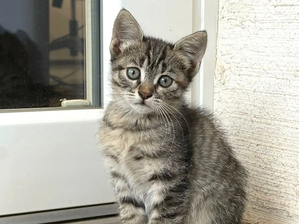 Adozione gatto, femmina, Razza sconosciuta Razza sconosciuta, 2 mesi, taglia non valida, Viterbo