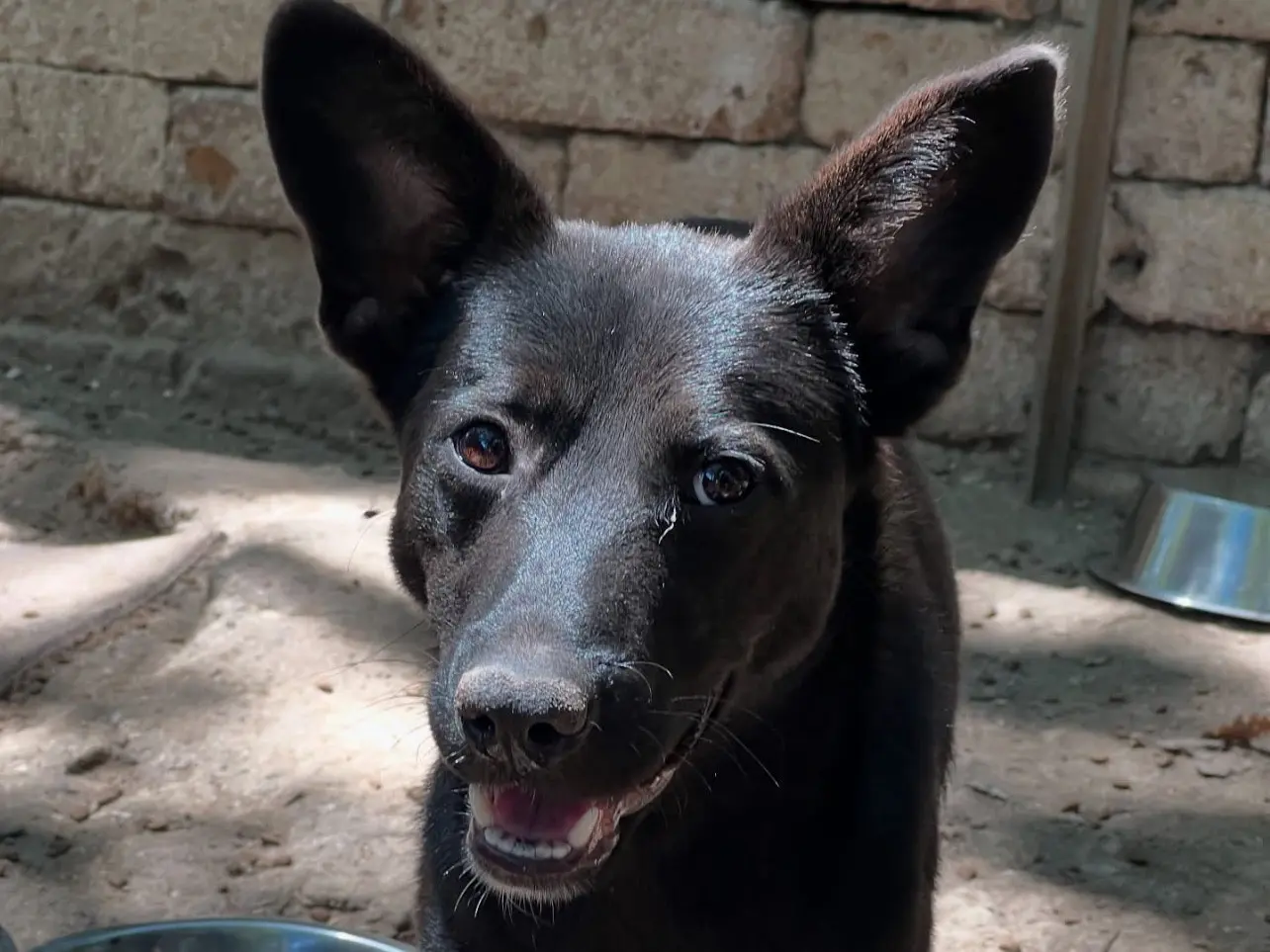 Vuoi adottare un cane a Roma?
