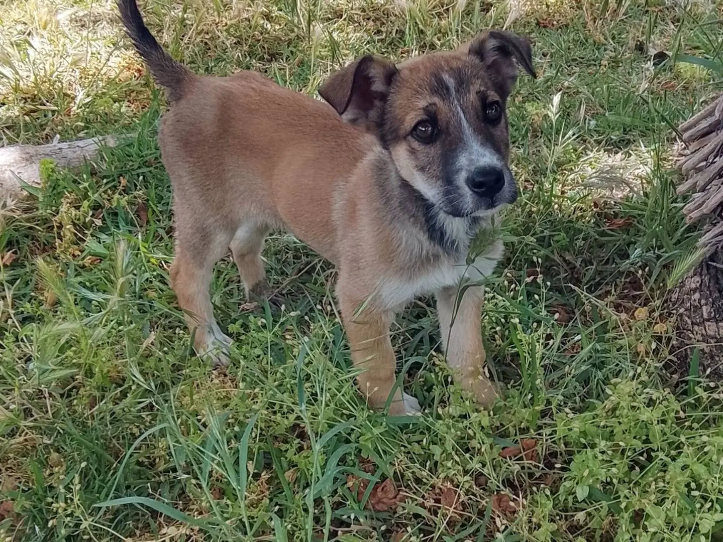 Adotta un cane, femmina, 7 mesi, Siracusa
