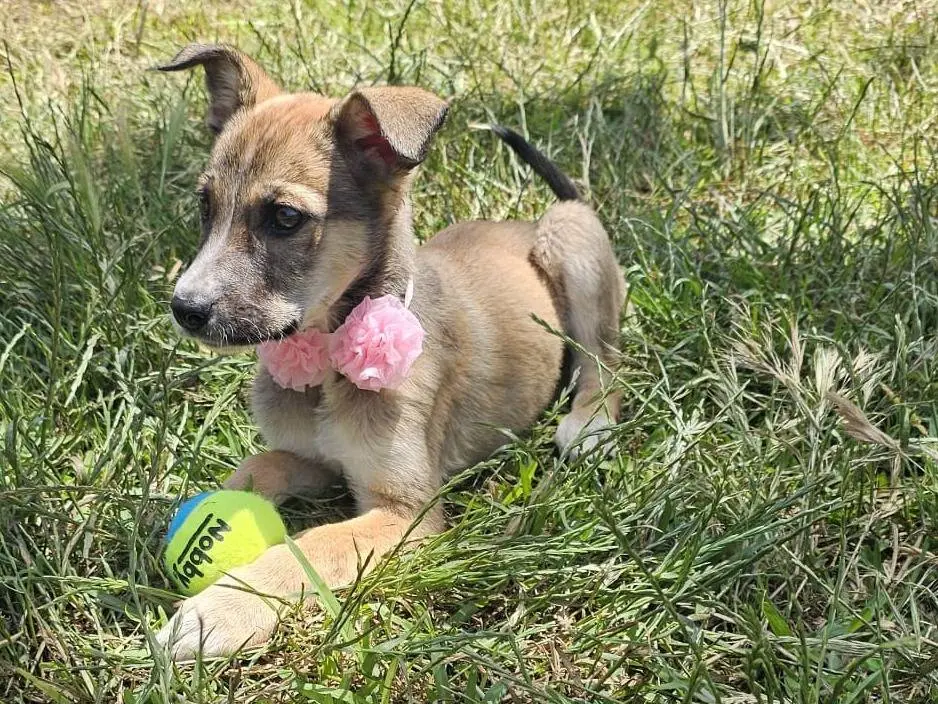Adozione cane, femmina, Razza sconosciuta Razza sconosciuta, 7 mesi, taglia media, Siracusa