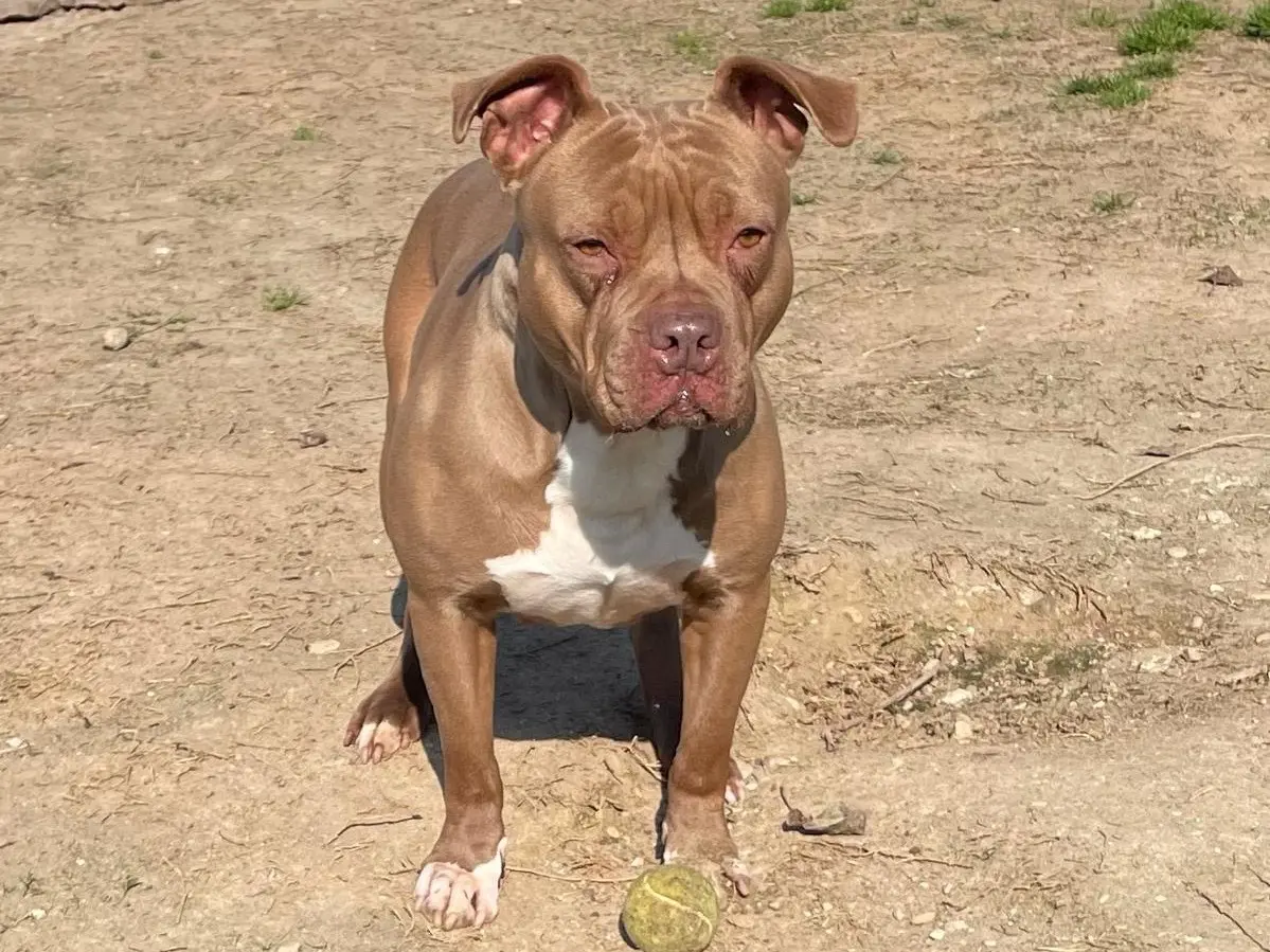 Adotta il cane Kali  a Milano