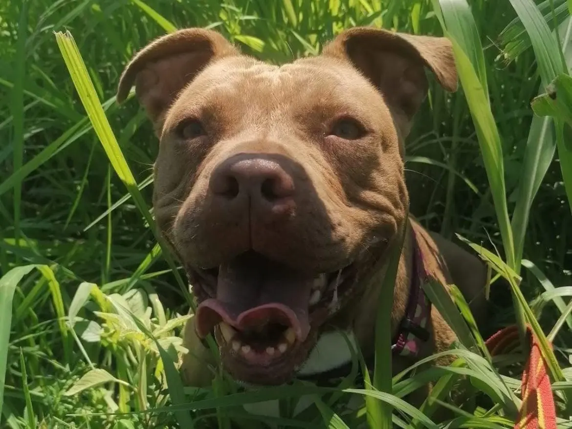Adozione cane, femmina, Pitbull Razza sconosciuta, 8 anni e 9 mesi, taglia media, Milano