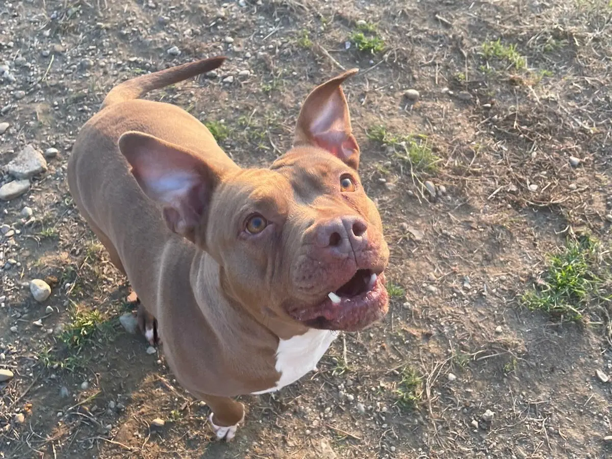 Adotta un cane, femmina, 8 anni e 9 mesi, Milano