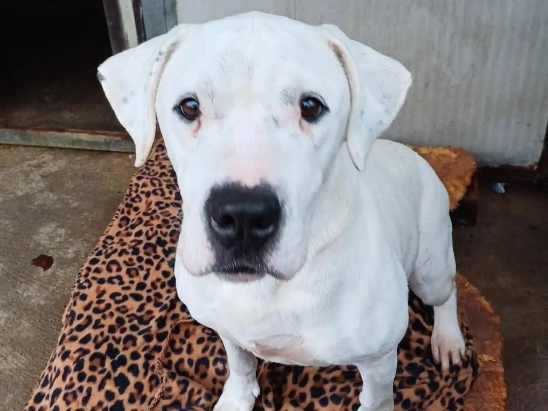 Adotta il cane LUNA a Ferrara