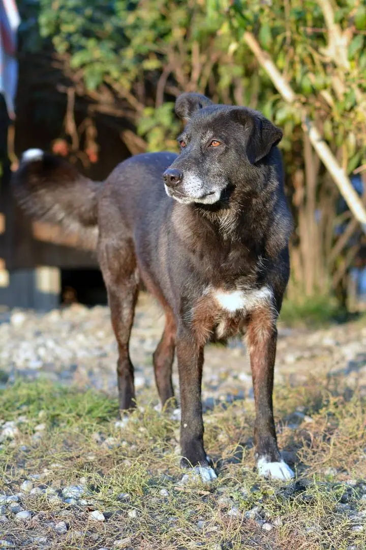 Adotta un cane, taglia media, femmina, Como