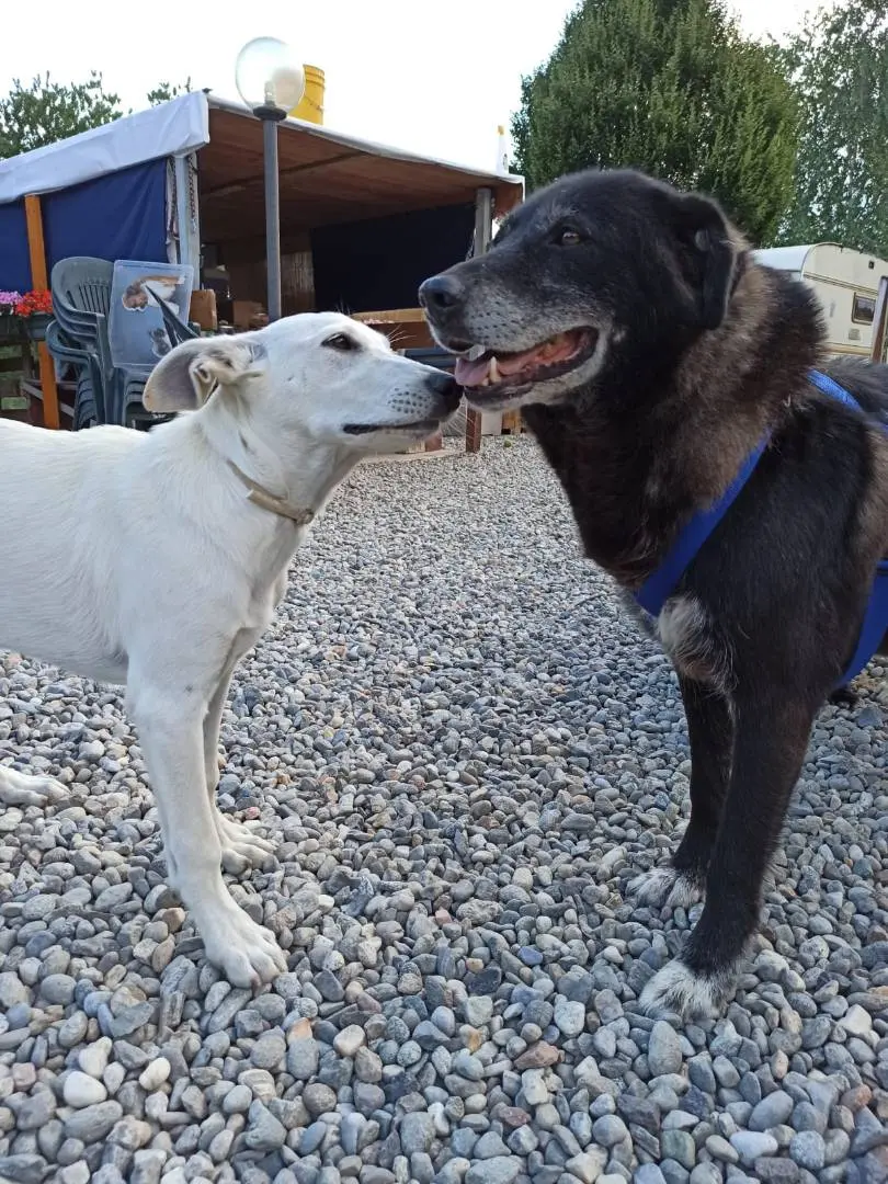 Adotta il cane DOLCEZZA a Como