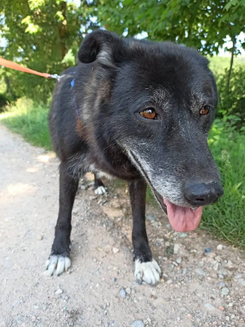 Adozione cane, femmina, meticcio, 13 anni e 2 mesi, taglia media, Como
