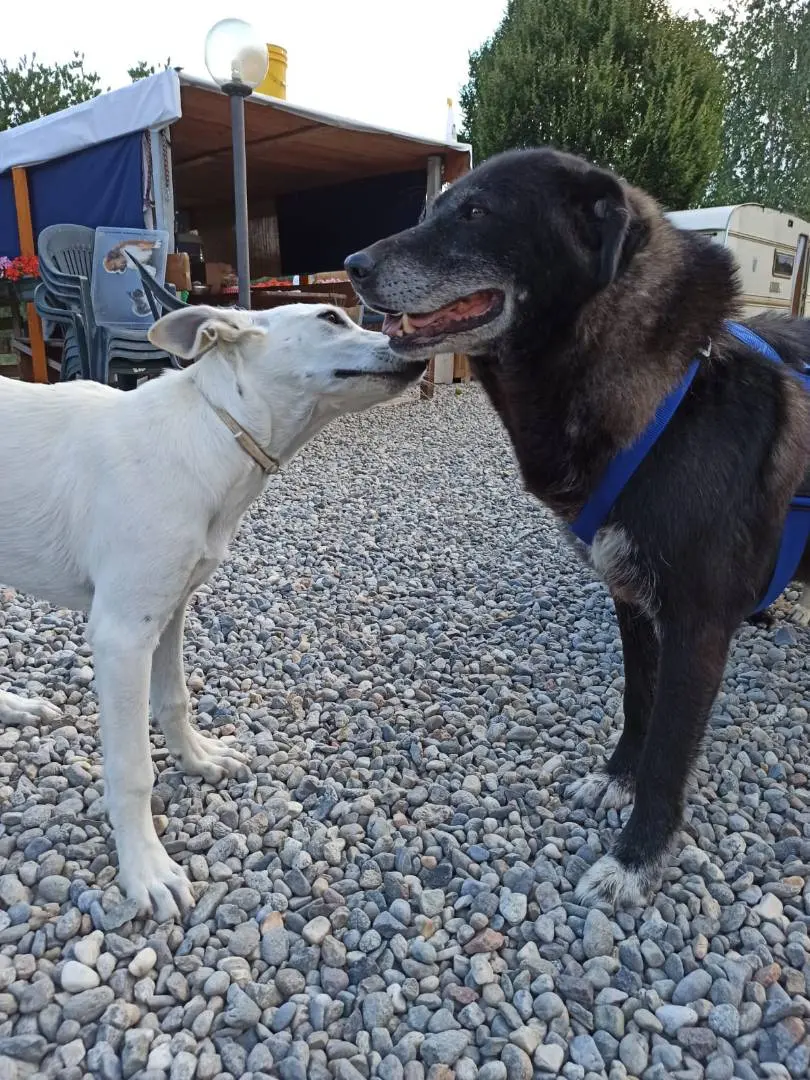 Vuoi adottare un cane a Como?